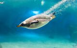Underwater swimming penguin-wide.jpg