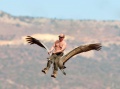 Putin ptic.jpg