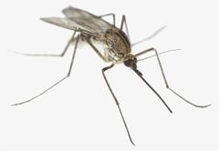 Mosquito-close-up-missouri-mosquitoes.png.jpeg