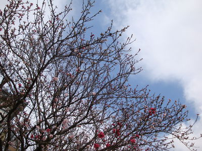 ‎(Sakura and sky. Category:Art Category:Flowers Category:Japan Category:Sakura)