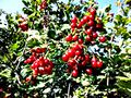 Cranberry plant.jpg