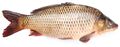Fresh-fish-carp-14205016.jpg