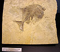 9178 - Milano - Museo storia naturale - Coelodus costai - Foto Giovanni Dall'Orto 22-Apr-2007.jpg