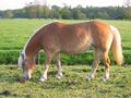 Haflinger horse on pasture in the Netherlands.jpg