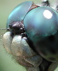 Dragonfly eye 3811.jpg