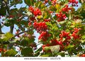 Stock-photo--berries-a-high-cranberry-are-photographed-close-up-19137178.jpg